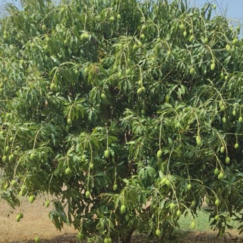 Fresh mangoes from the orchard